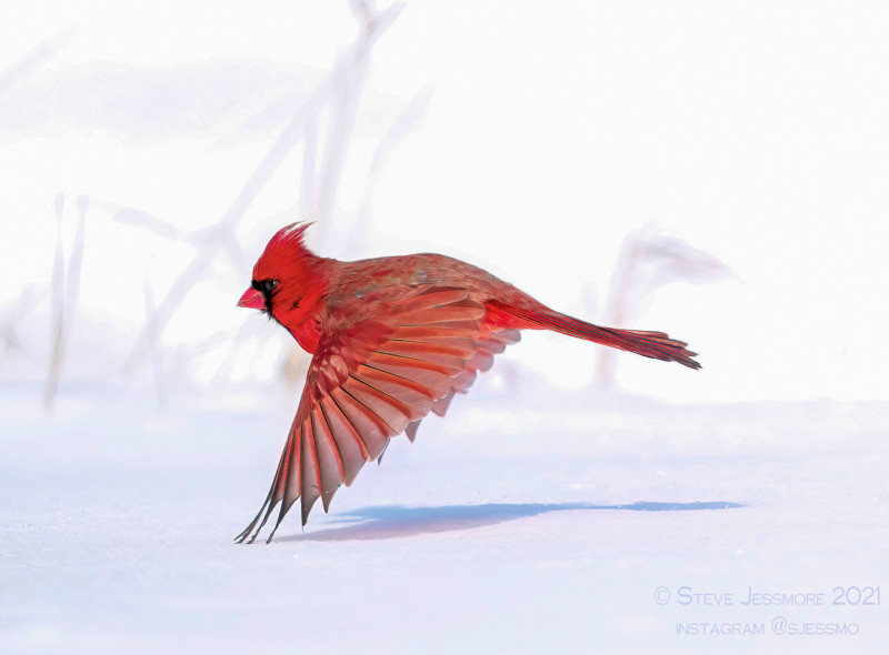 A northern cardinal flies at snow level from weed to weed searching for seeds to eat. 01/2021 © Photography by Steve Jessmore, Steve Jessmore Photography